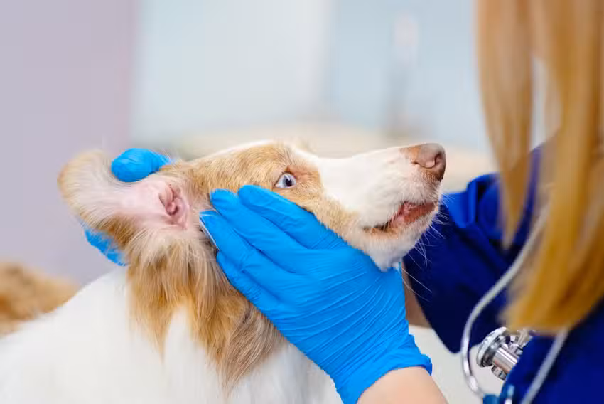 Tierarzt Stadlau Volker Harra