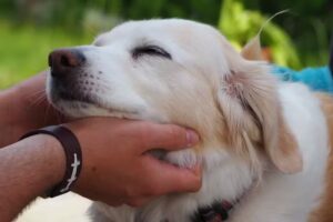 Tierärzte Hofstadler