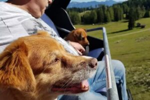 TIERÄRZTE PYHRN-PRIEL