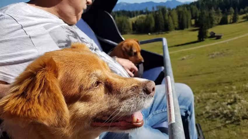 TIERÄRZTE PYHRN-PRIEL