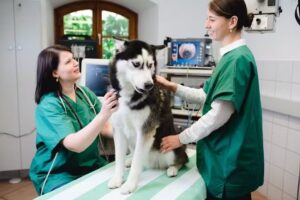 Tierärzte Schönau GmbH