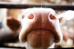 Tierärzte Team Neukirchen