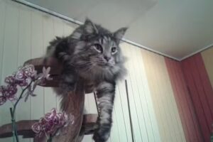 Tierärztegemeinschaft Brandstätter&Traintinger