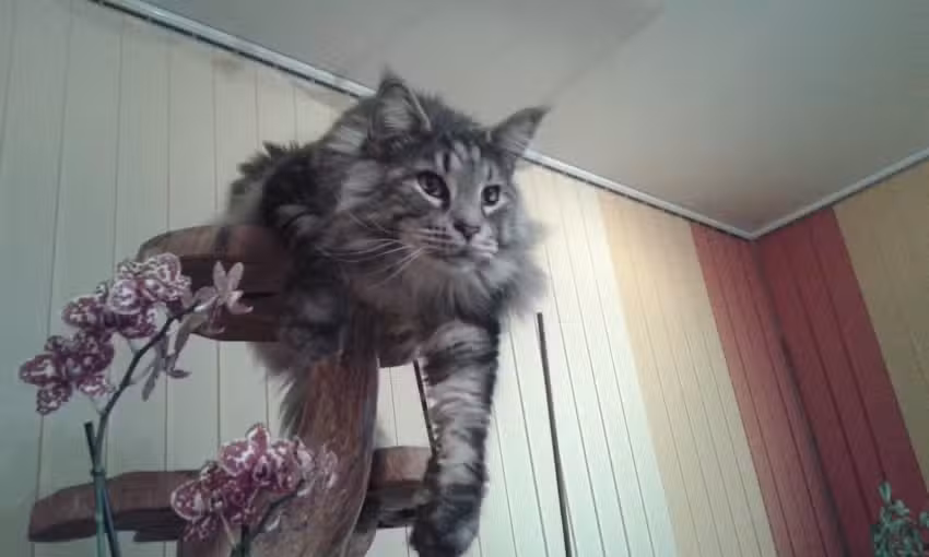 Tierärztegemeinschaft Brandstätter&Traintinger