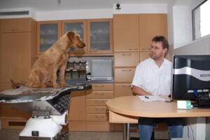 Tierärztepraxis Knafl, Dr. Peter