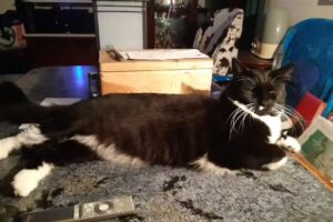 Tierärztezentrum Gleisdorf Süd