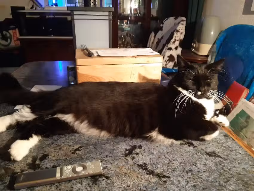 Tierärztezentrum Gleisdorf Süd