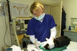 Tierärztin Dr. Karin Hotwagner