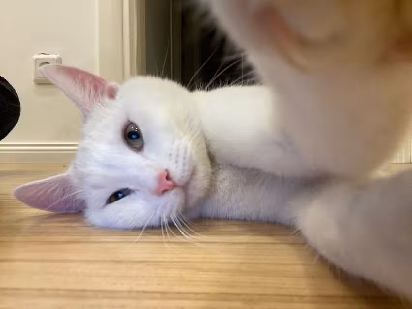 Tierärztin Mag. Karoline Herbich