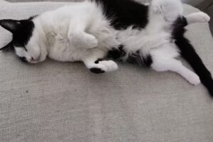 Tierärztin Mag. Kerstin Weilharter-Deimel