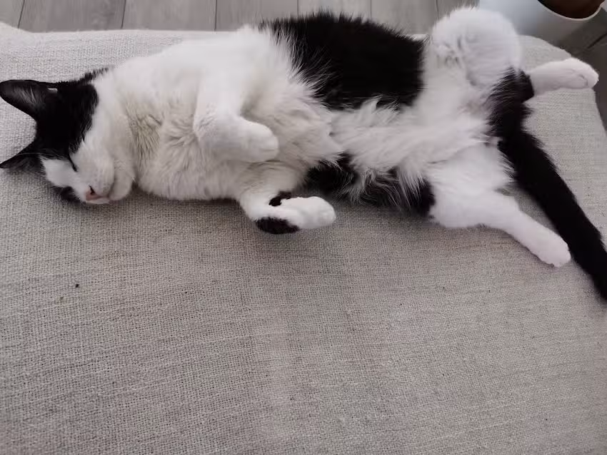 Tier&auml;rztin Mag. Kerstin Weilharter-Deimel