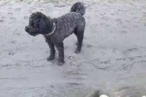 Tierärztin Michaela Mandl (ehemals Reis-Mandl)