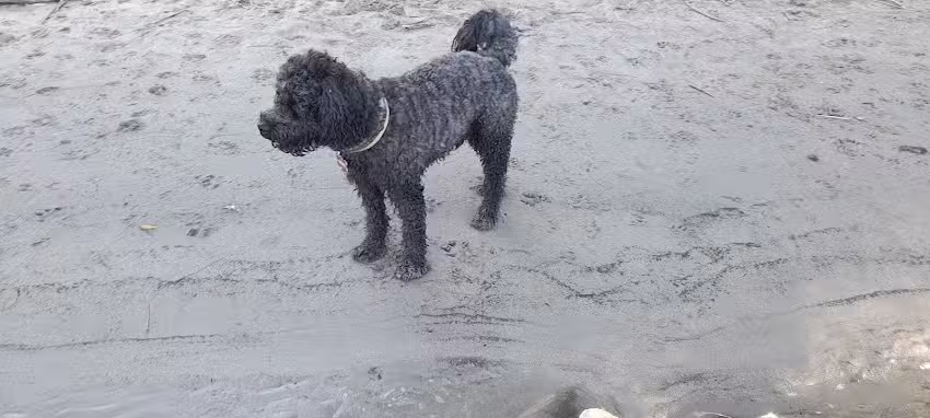 Tierärztin Michaela Mandl (ehemals Reis-Mandl)