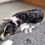 Tierärztin Nina Rohwer