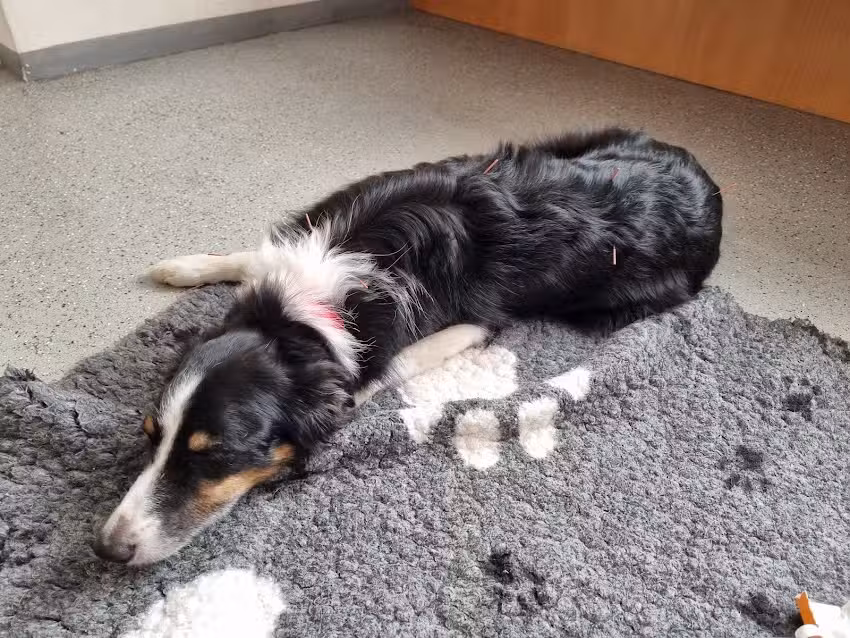 Tier&auml;rztin Nina Rohwer