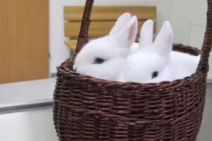 Tierärztliche Kleintierpraxis – Dr. Peterek & Dr. Welzl – Linz