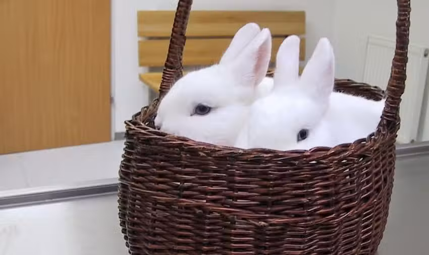 Tierärztliche Kleintierpraxis – Dr. Peterek & Dr. Welzl – Linz