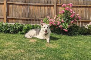 Tierärztliche Ordination Hietzing