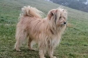 Tierärztliche Ordination Leberberg – Dipl-TA Dr. Regine Krieger