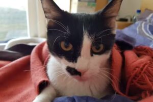 Tierärztliche Ordination Mag. med. vet. Alexandra Jost