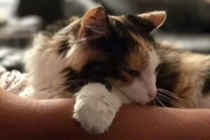 Tierärztliche Ordinationsgemeinschaft Mauer, Mag.Daniela Kopp