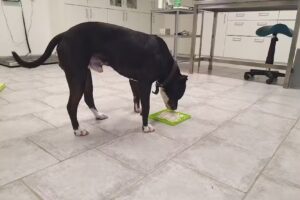 Tierärztliche Praxis für Verhaltensmedizin Tierfairhalten