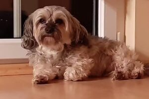 Tierärztliche Praxis- gemeinschaft Dr R. Schwarz & Mag Fr. Lechner