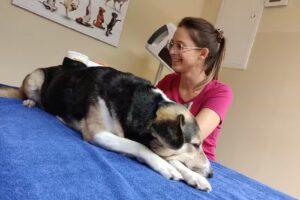 Tierärztliches Zentrum für Physiotherapie und Rehabilitation