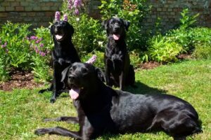 Tierarztpraxis Bad Pirawarth, Mag. Sigrid Waizer