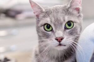 Tierarztpraxis Bahnstraße Wolkersdorf Fachtierarzt für Kleintiere