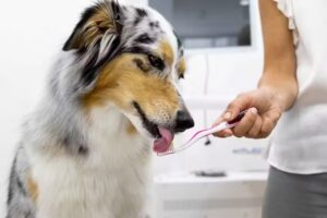 Tierarztpraxis Breitenfurterstrasse