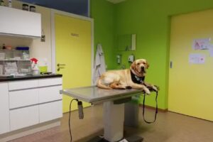 Tierarztpraxis Demetz; Mag. Dr. Florian Demetz