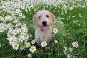 Tierarztpraxis Deutschlandsberg Mag. med. vet. Albert Payer | Deutschlandsberg