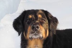 Tierarztpraxis Dipl. Tzt. Sabine Lukas