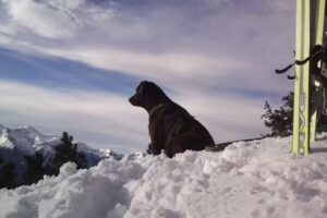 Tierarztpraxis Dr. Hans Weißensteiner