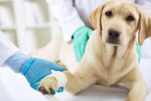 Tierarztpraxis Dr. Irene Ebner