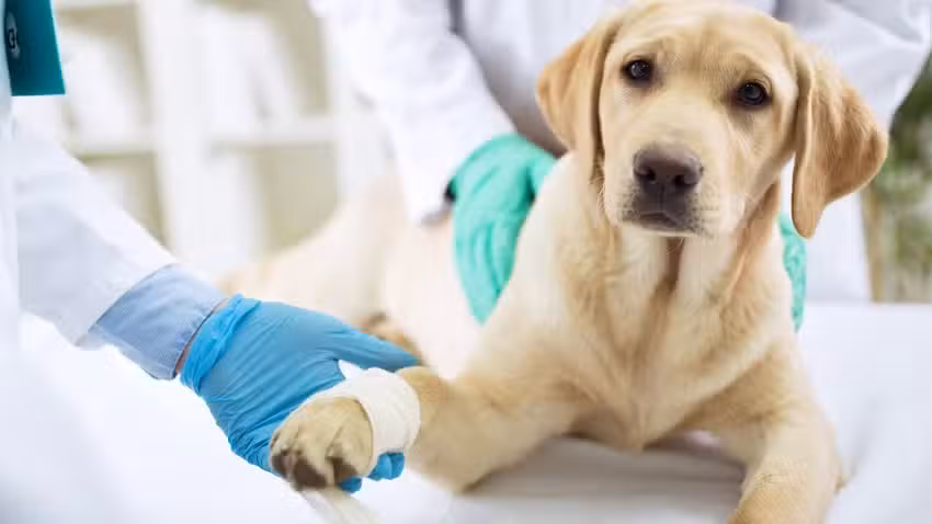 Tierarztpraxis Dr. Irene Ebner