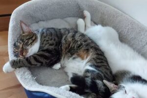 Tierarztpraxis Dr. Lechleitner