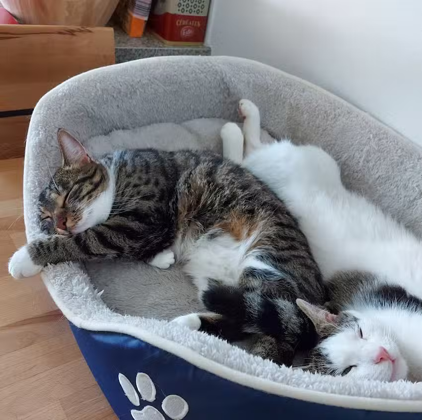 Tierarztpraxis Dr. Lechleitner