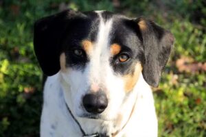 Tierarztpraxis Dr. Peter Kollmann