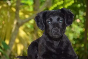 Tierarztpraxis Dr. Sandra Lohninger