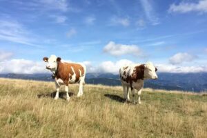 Tierarztpraxis Dr. Susanne Möser