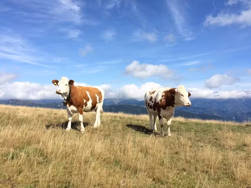 Tierarztpraxis Dr. Susanne Möser