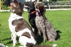 Tierarztpraxis – Dr. Theodor Tillinger