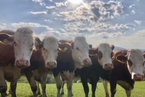 Tierarztpraxis Enichlmayr