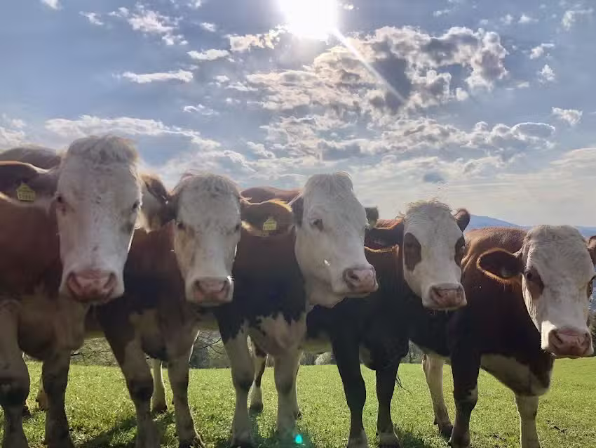 Tierarztpraxis Enichlmayr