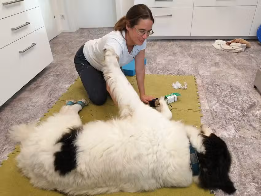 Tierarztpraxis f. Physiotherapie u. Chiropraktik, Mag. Karin Marinkovits