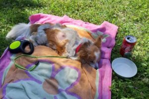 Tierarztpraxis Fuchs