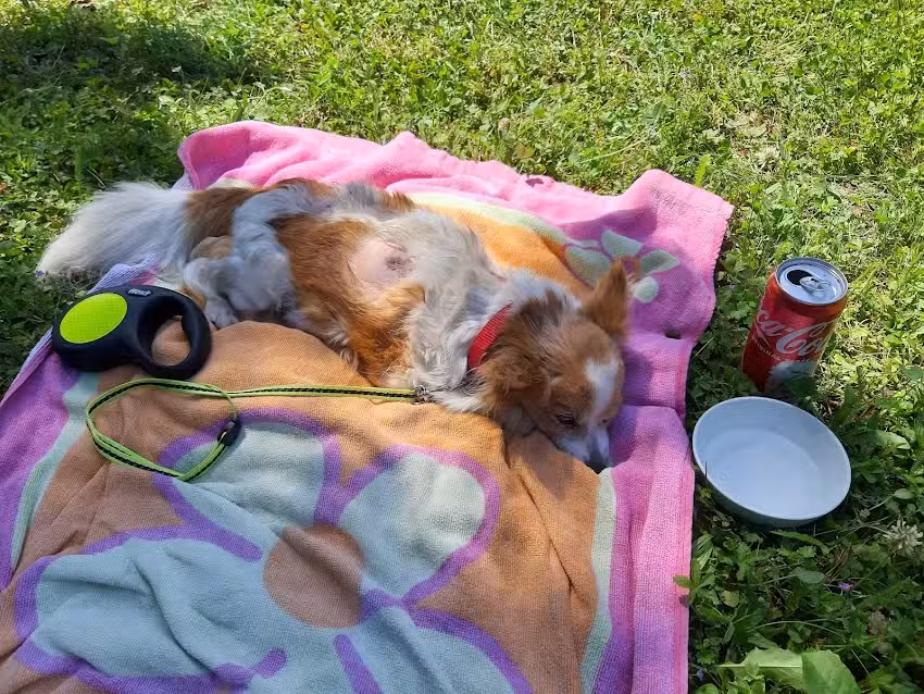 Tierarztpraxis Fuchs