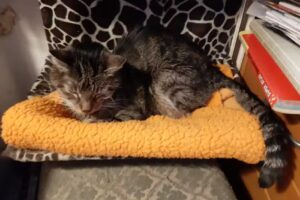 Tierarztpraxis Fünfhaus